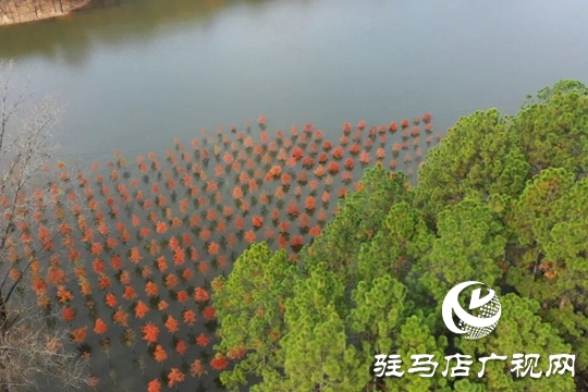 【大美天中】湖畔添新景！泌陽(yáng)銅山湖30畝池杉林成生態(tài)打卡地