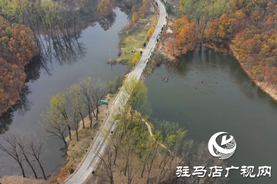 【大美天中】湖畔添新景！泌陽(yáng)銅山湖30畝池杉林成生態(tài)打卡地