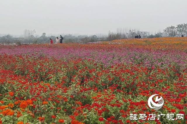 【大美天中】駐馬店天邊花海逆勢綻放 寒冬里藏著“春日盛景”