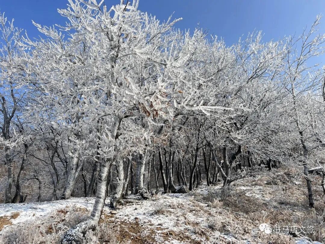 雪落天中！駐馬店初雪刷屏~這些絕美雪景，你都去看過嗎