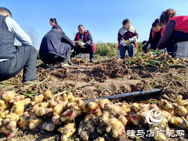 供聚農(nóng)心 銷(xiāo)連萬(wàn)家 駐馬店新時(shí)尚火龍果超市聯(lián)合平輿新時(shí)尚超市愛(ài)心助農(nóng)解滯銷(xiāo)難題