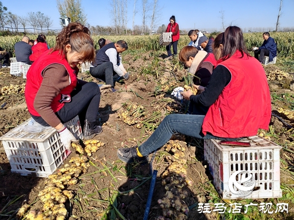 供聚農(nóng)心 銷(xiāo)連萬(wàn)家 駐馬店新時(shí)尚火龍果超市聯(lián)合平輿新時(shí)尚超市愛(ài)心助農(nóng)解滯銷(xiāo)難題