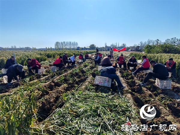 供聚農(nóng)心 銷(xiāo)連萬(wàn)家 駐馬店新時(shí)尚火龍果超市聯(lián)合平輿新時(shí)尚超市愛(ài)心助農(nóng)解滯銷(xiāo)難題