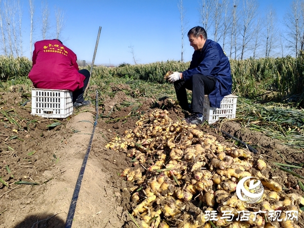 供聚農(nóng)心 銷(xiāo)連萬(wàn)家 駐馬店新時(shí)尚火龍果超市聯(lián)合平輿新時(shí)尚超市愛(ài)心助農(nóng)解滯銷(xiāo)難題