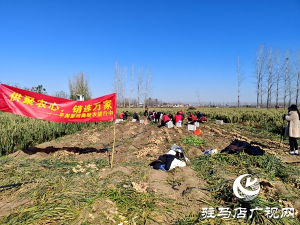 供聚農(nóng)心 銷(xiāo)連萬(wàn)家 駐馬店新時(shí)尚火龍果超市聯(lián)合平輿新時(shí)尚超市愛(ài)心助農(nóng)解滯銷(xiāo)難題