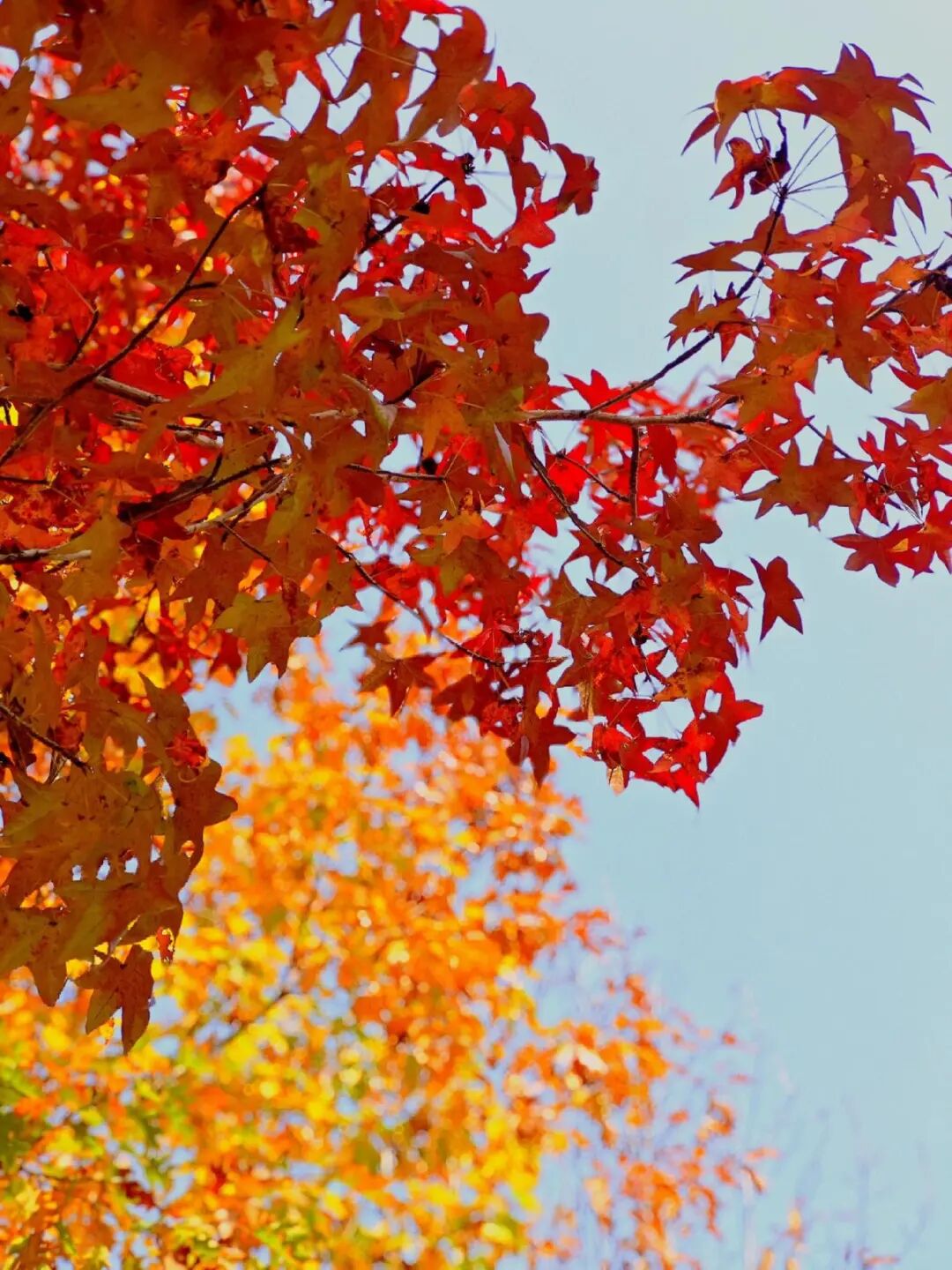 逃離城市計劃啟動→板橋響沖！