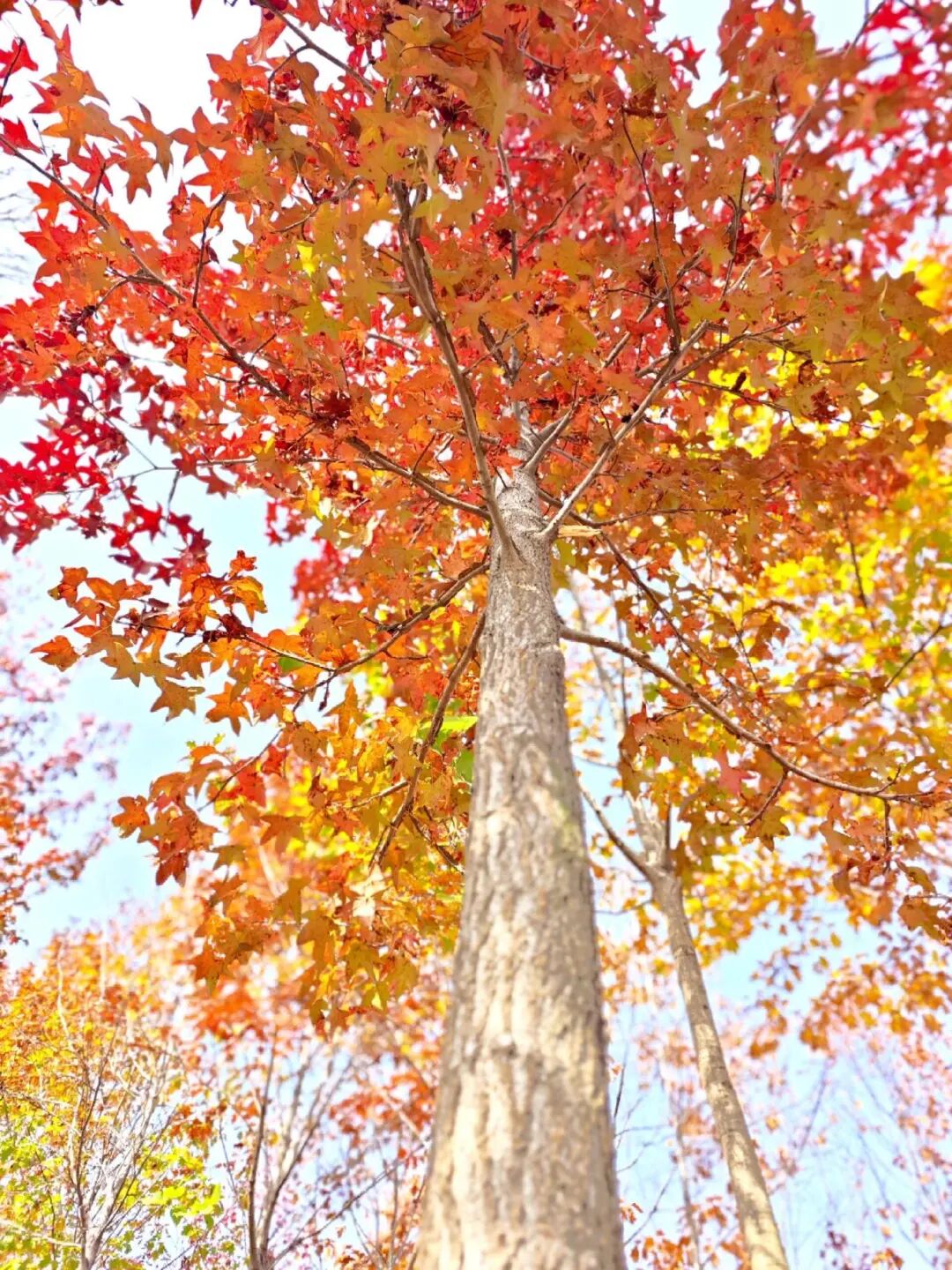 逃離城市計劃啟動→板橋響沖！