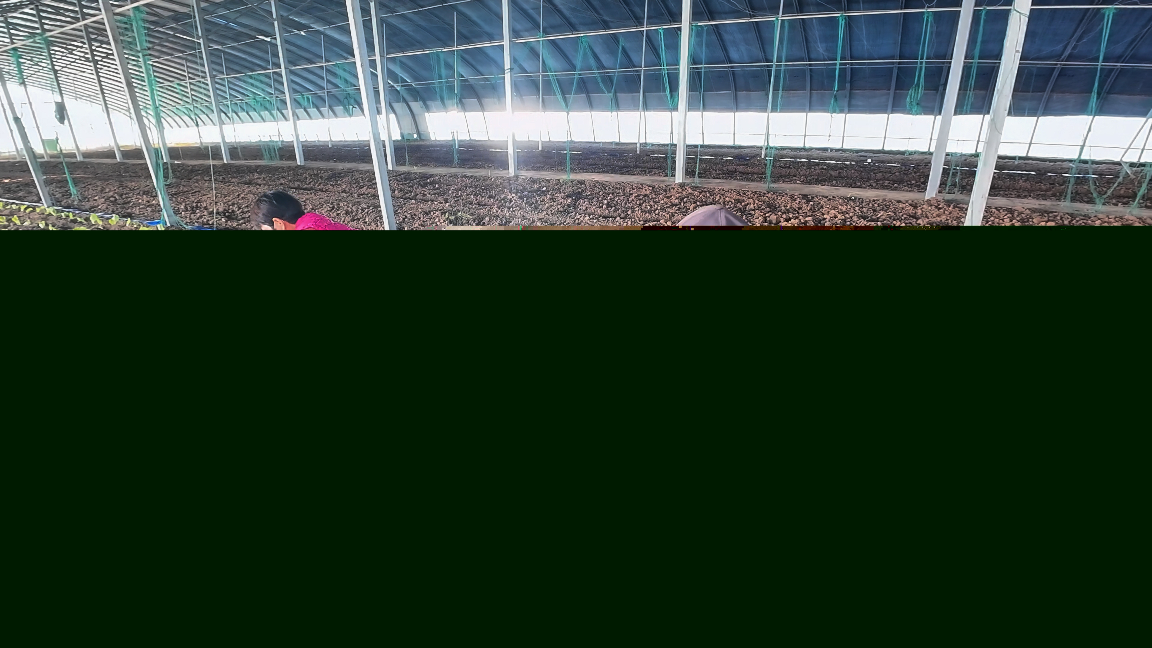 正陽(yáng)縣熊寨鎮(zhèn)王樓村：訂單農(nóng)業(yè)穩(wěn)產(chǎn)保供?賦能鄉(xiāng)村振興