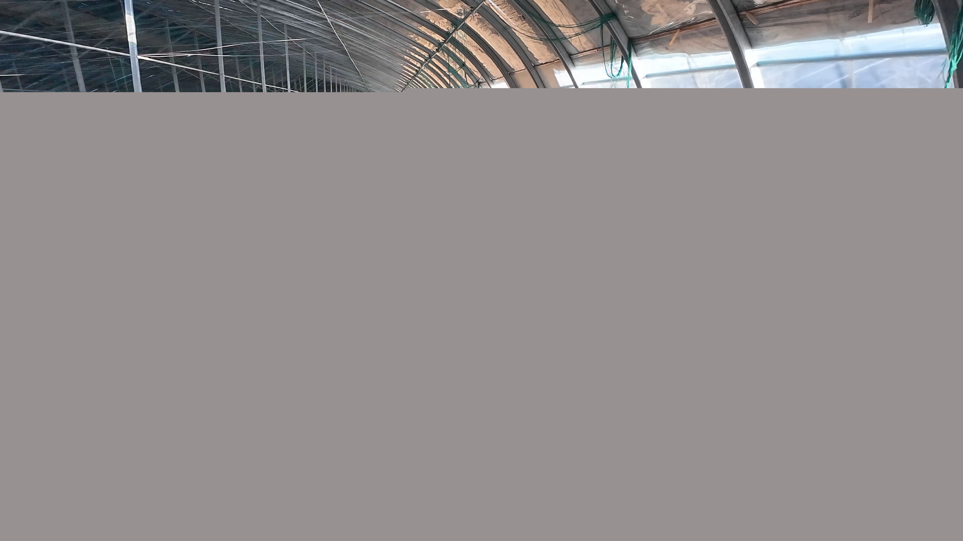 正陽(yáng)縣熊寨鎮(zhèn)王樓村：訂單農(nóng)業(yè)穩(wěn)產(chǎn)保供?賦能鄉(xiāng)村振興