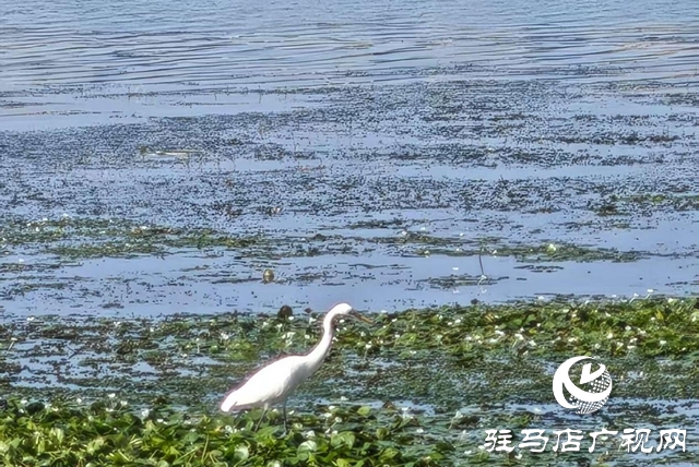 駐馬店人民公園:生態(tài)與文化雙提升 煥新城市“會(huì)客廳”