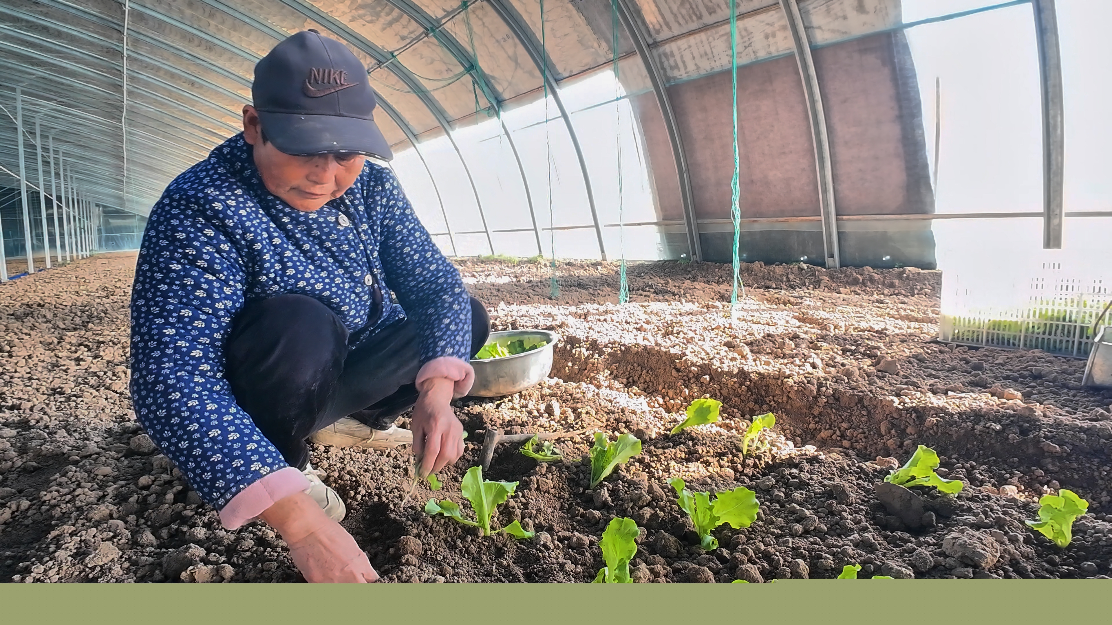 正陽(yáng)縣熊寨鎮(zhèn)王樓村：訂單農(nóng)業(yè)穩(wěn)產(chǎn)保供?賦能鄉(xiāng)村振興