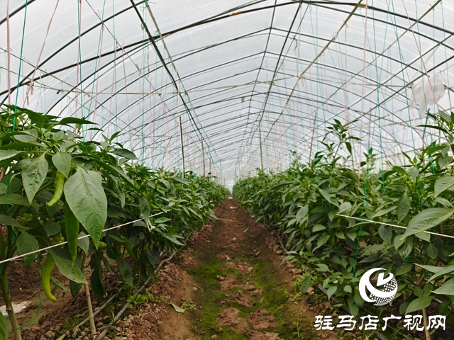 泌陽(yáng)縣郭集鎮(zhèn)：大棚織就綠富美 產(chǎn)業(yè)賦能鄉(xiāng)村興
