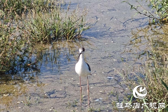駐馬店人民公園:生態(tài)與文化雙提升 煥新城市“會(huì)客廳”