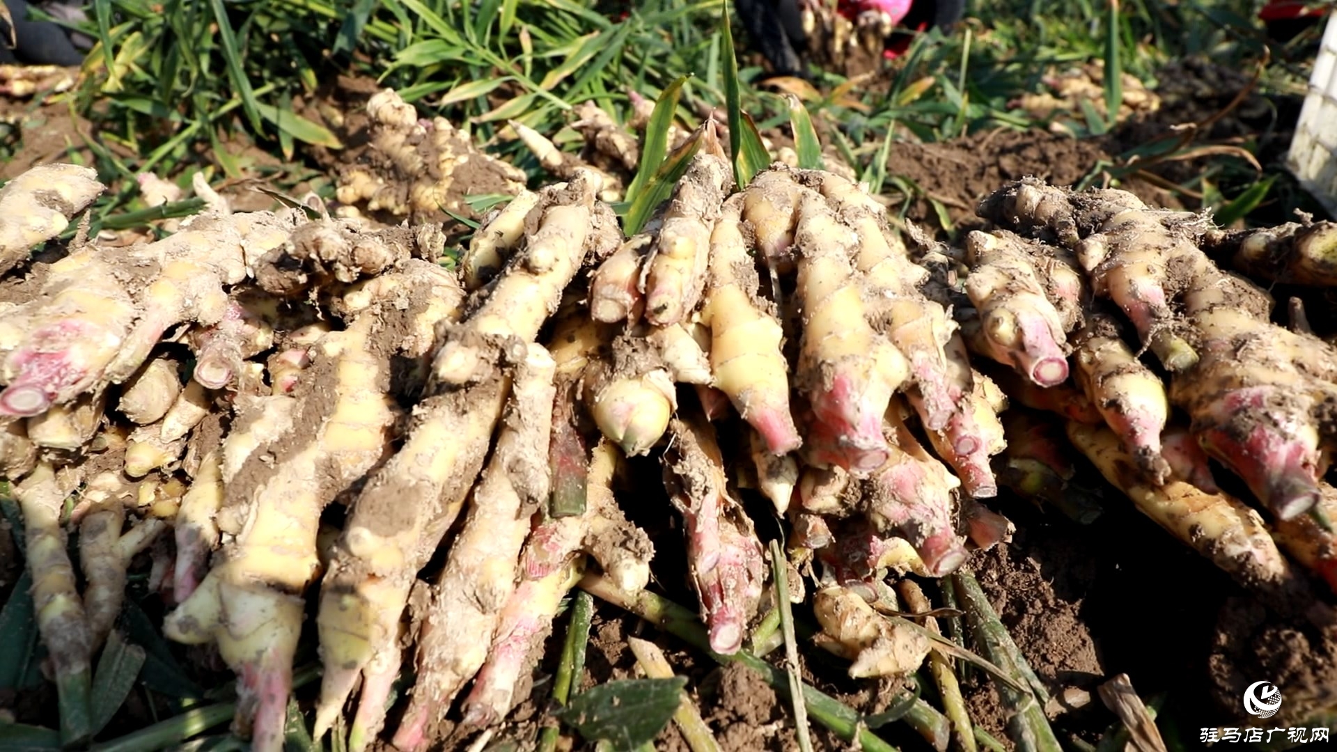 正陽慎水鄉(xiāng)：小生姜撐起致富路 特色種植富鄉(xiāng)鄰