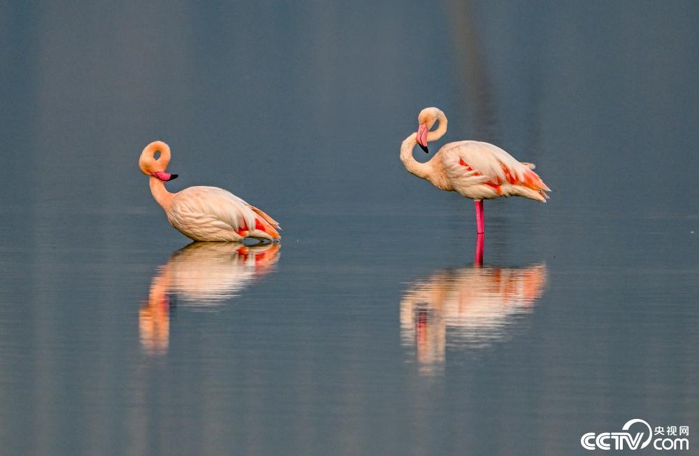 山西運(yùn)城：火烈鳥在鹽湖濕地棲息