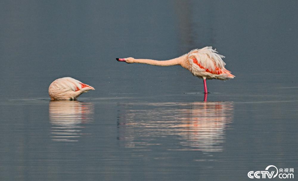 山西運(yùn)城：火烈鳥在鹽湖濕地棲息