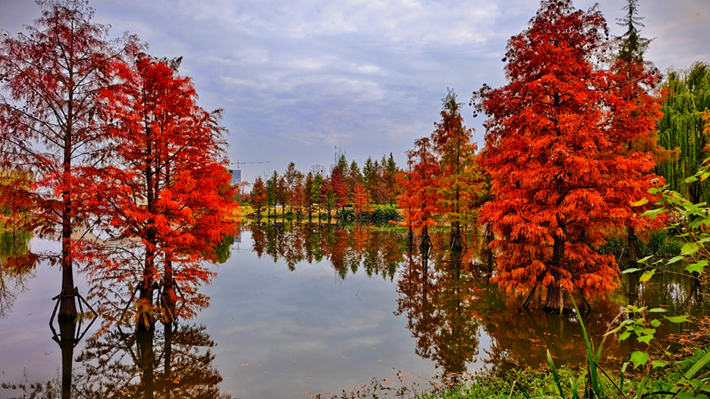 縣區(qū)動態(tài)｜水杉披“紅裝” 晴光暖玉湖