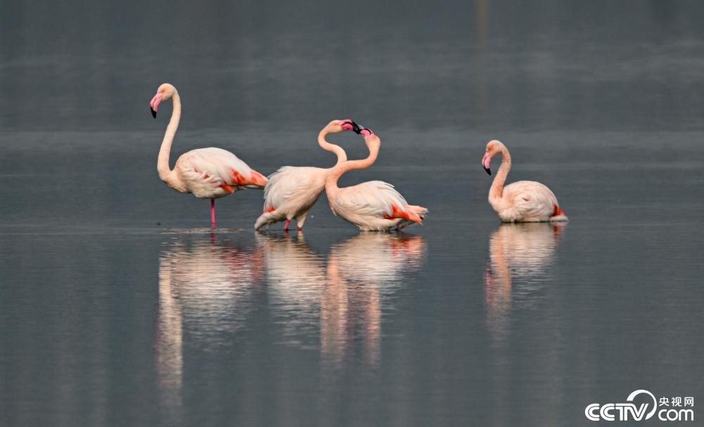 山西運(yùn)城：火烈鳥在鹽湖濕地棲息