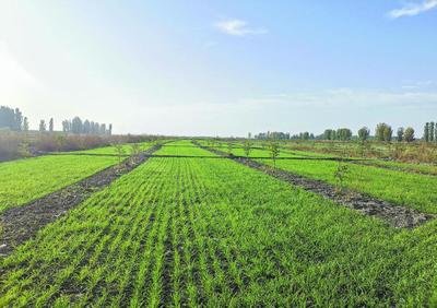 全國(guó)秋冬種接近尾聲 冬小麥播種已過(guò)九成半