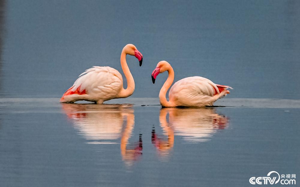 山西運(yùn)城：火烈鳥在鹽湖濕地棲息