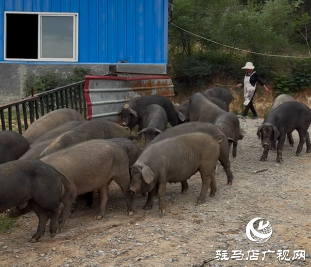 確山黑豬獲2025動物福利養(yǎng)殖金豬獎