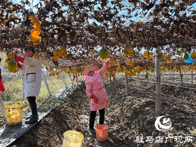 新蔡縣陳店鎮(zhèn):瓜蔞喜獲豐收 “金疙瘩”助農增收