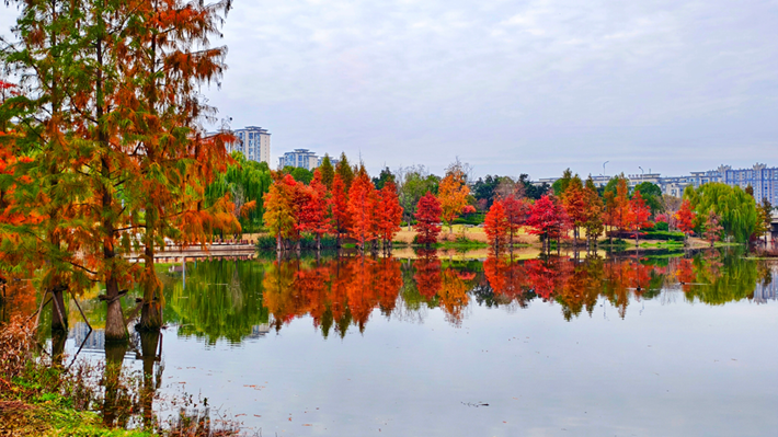縣區(qū)動態(tài)｜水杉披“紅裝” 晴光暖玉湖