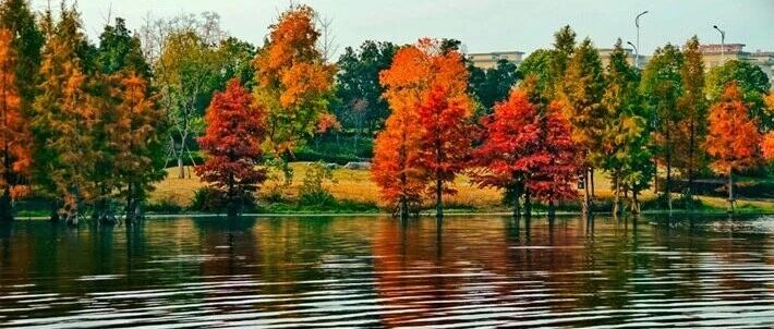 縣區(qū)動態(tài)｜水杉披“紅裝” 晴光暖玉湖