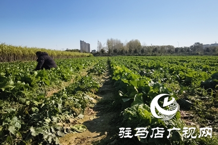 駐馬店周邊農(nóng)場(chǎng)解鎖冬日親子新體驗(yàn)