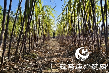 駐馬店周邊農(nóng)場(chǎng)解鎖冬日親子新體驗(yàn)