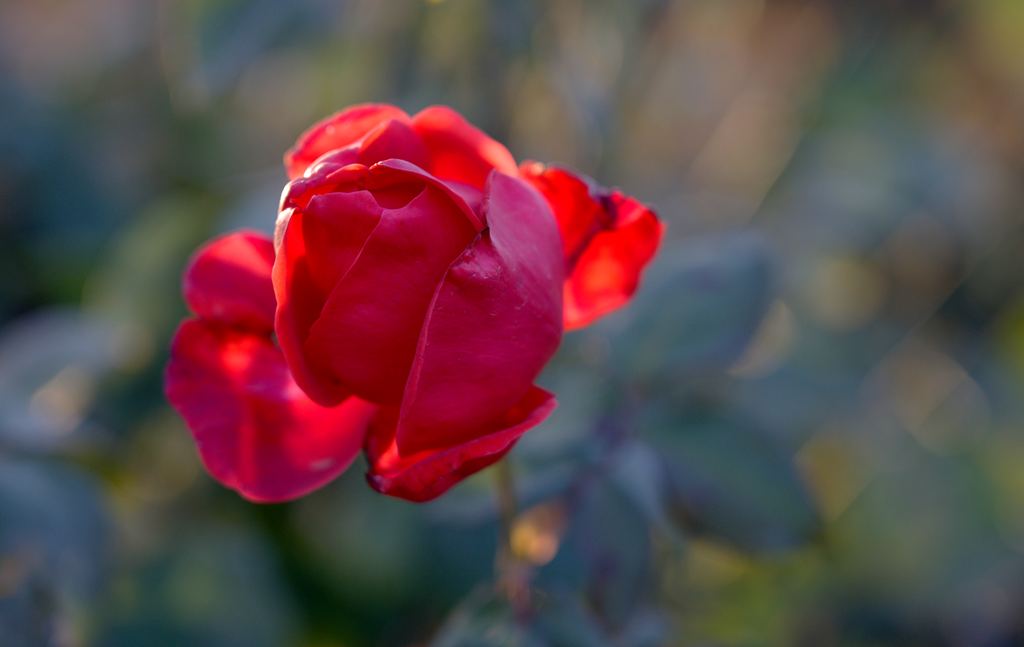 縣區(qū)動(dòng)態(tài) | 月季迎冬開 繁花送香來(lái)