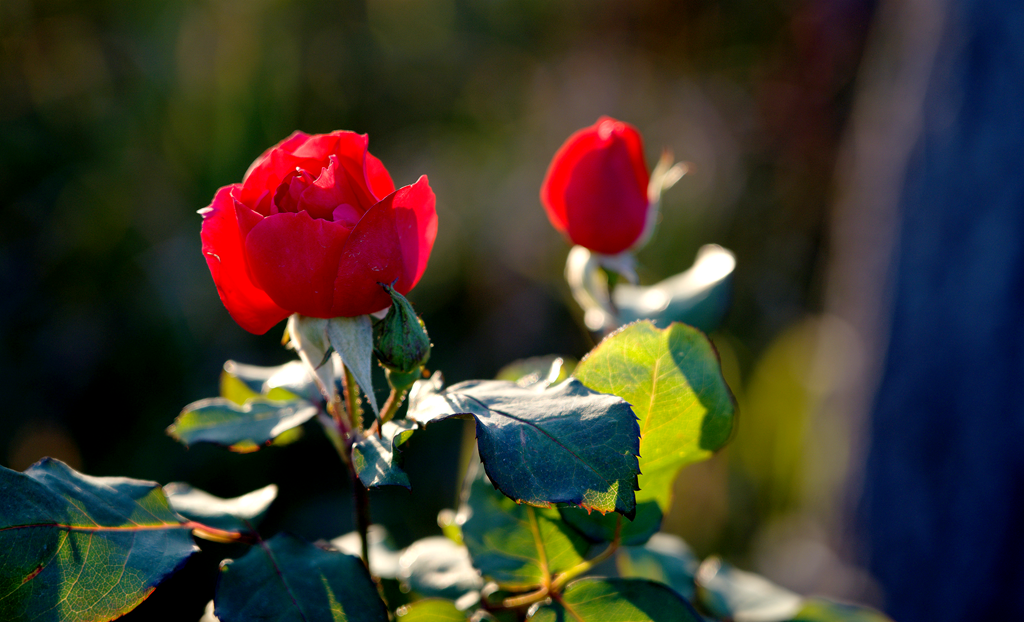 縣區(qū)動(dòng)態(tài) | 月季迎冬開 繁花送香來(lái)