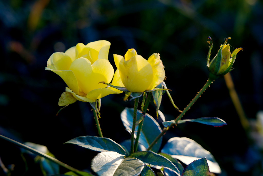 縣區(qū)動(dòng)態(tài) | 月季迎冬開 繁花送香來(lái)