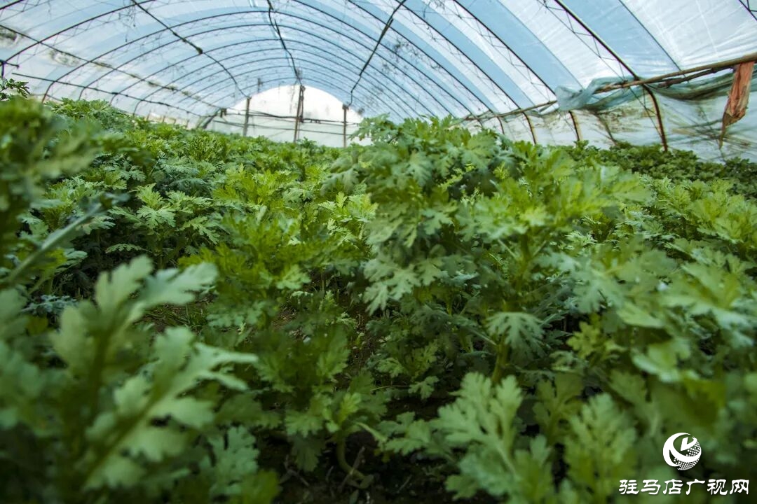 正陽縣清源街道吳紀偉:扎根鄉(xiāng)土 蹚出特色種植致富路