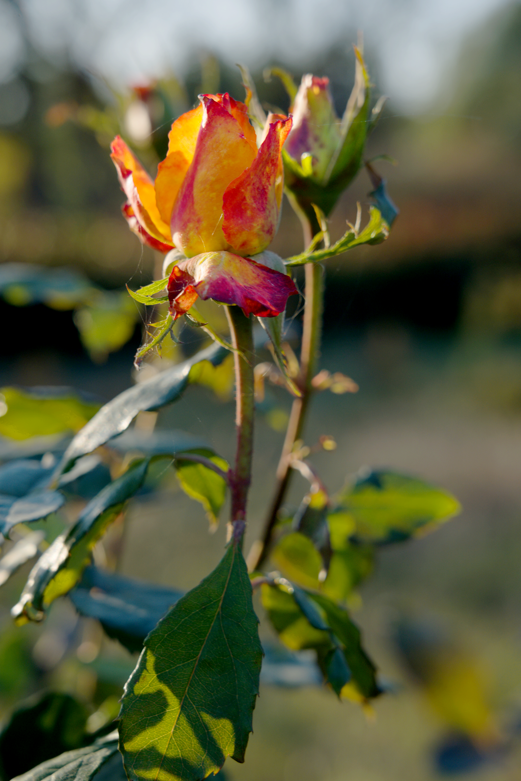 縣區(qū)動(dòng)態(tài) | 月季迎冬開 繁花送香來(lái)