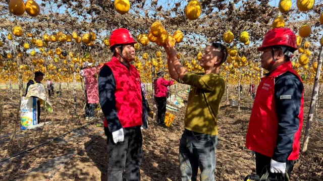 國網(wǎng)確山縣供電公司：電力賦能“金瓜蔞”結(jié)出鄉(xiāng)村振興致富果