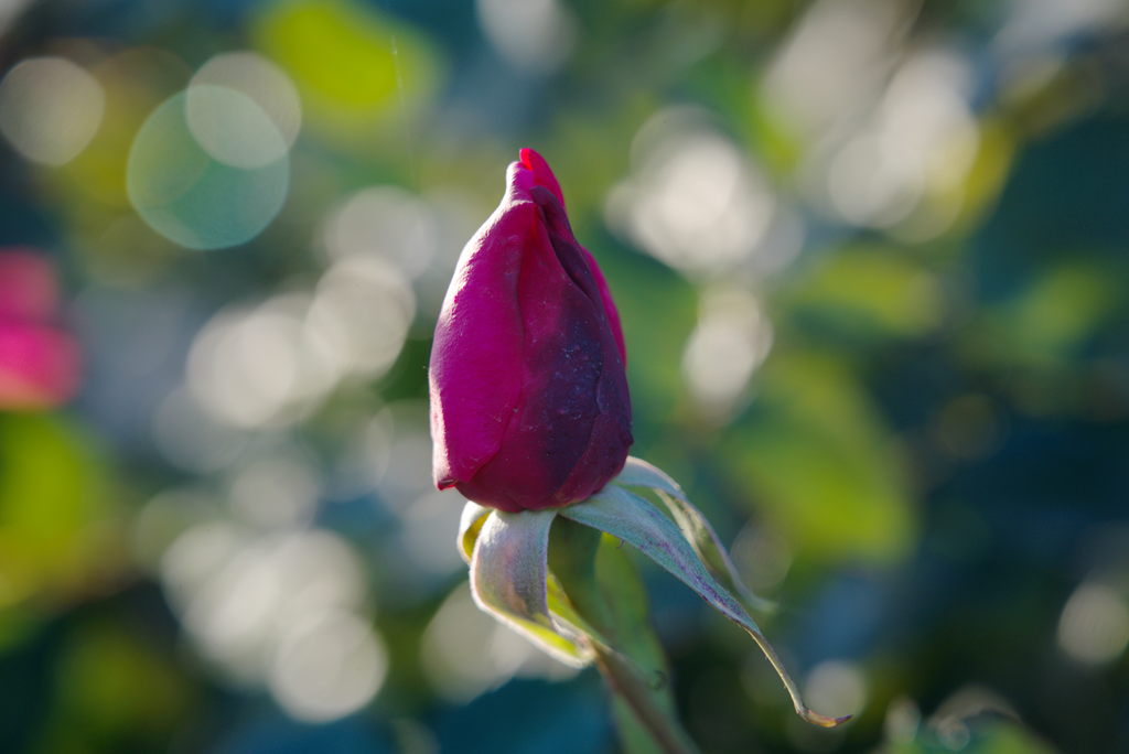縣區(qū)動(dòng)態(tài) | 月季迎冬開 繁花送香來(lái)
