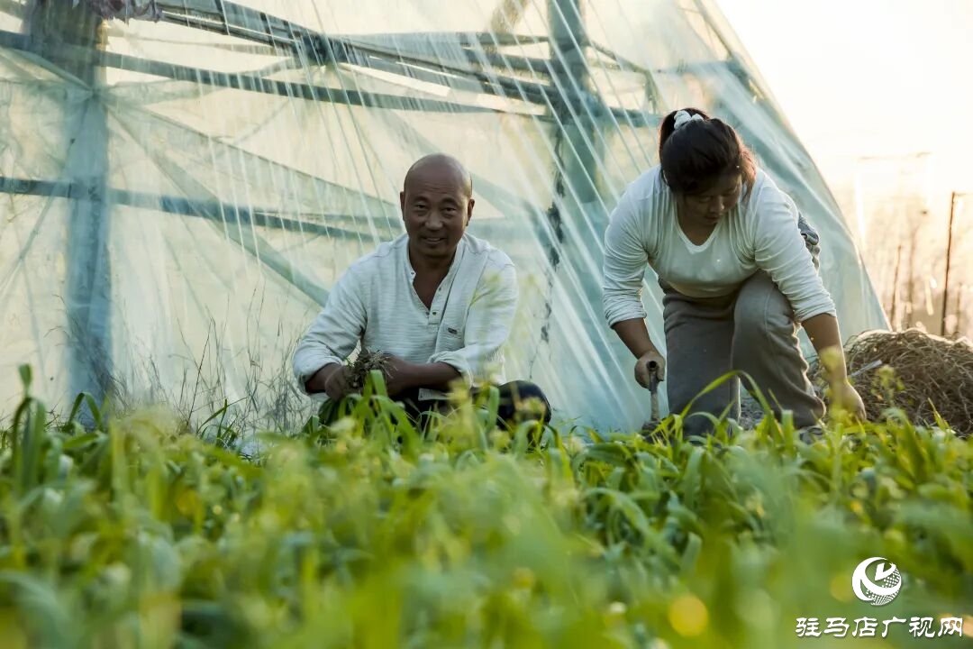 正陽縣清源街道吳紀偉:扎根鄉(xiāng)土 蹚出特色種植致富路