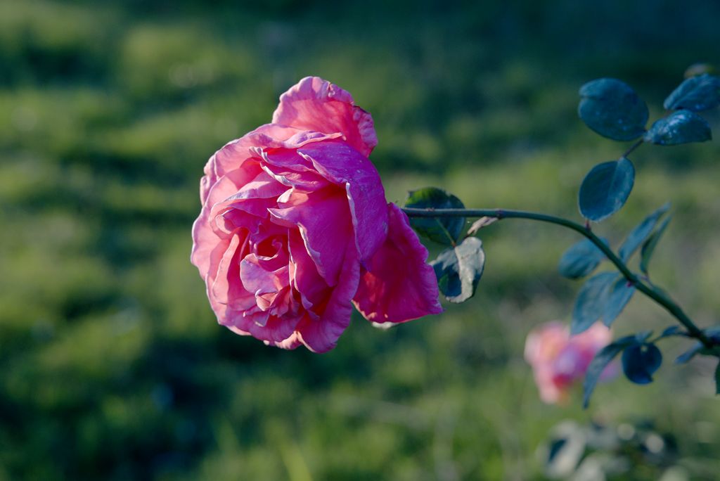 縣區(qū)動(dòng)態(tài) | 月季迎冬開 繁花送香來(lái)