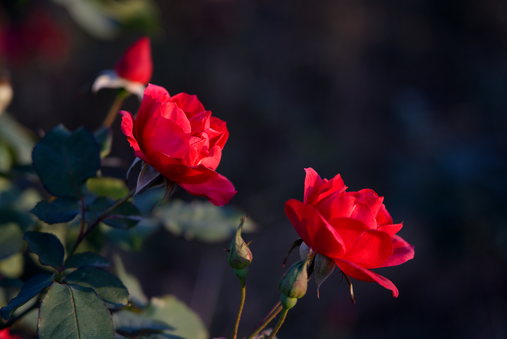 縣區(qū)動(dòng)態(tài) | 月季迎冬開 繁花送香來(lái)