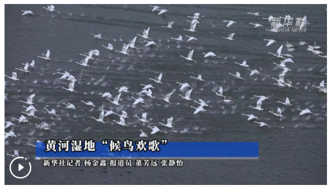 黃河濕地“候鳥歡歌”