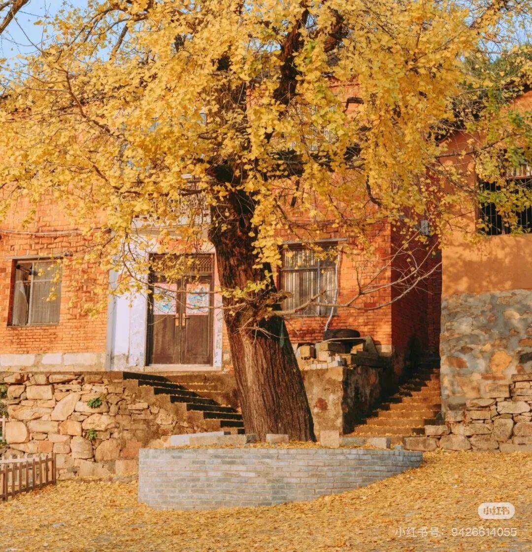 冬日信陽，獨(dú)具魅力！