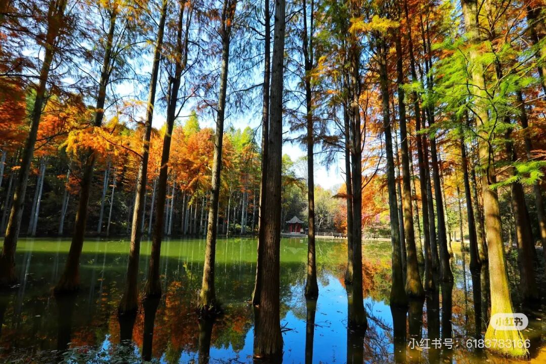 冬日信陽，獨(dú)具魅力！