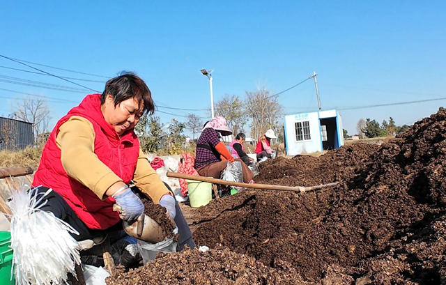 正陽(yáng)縣熊寨鎮(zhèn)毛集村：菌菇撐起“致富傘” 鄉(xiāng)村綻放“幸福花”