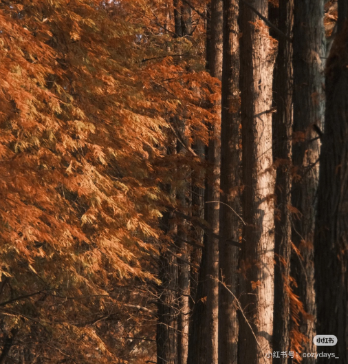 冬日信陽，獨(dú)具魅力！