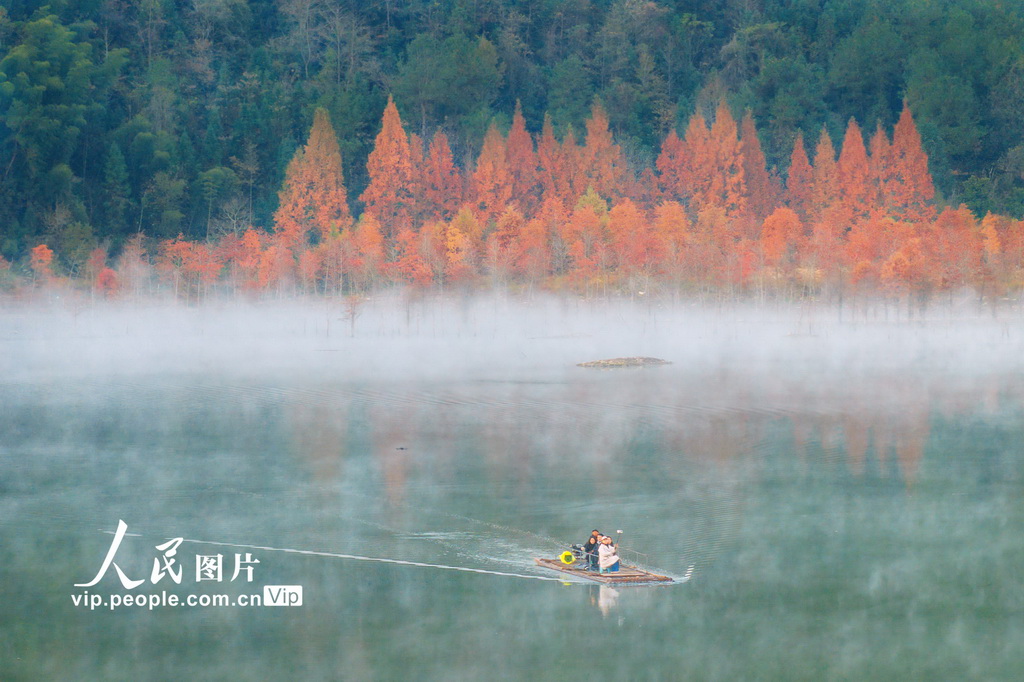落羽杉濕地公園晨霧繚繞