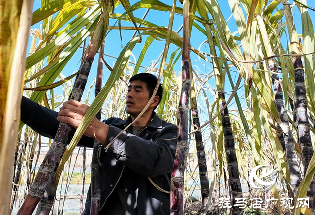 正陽(yáng)縣油坊店鄉(xiāng)???????:“蔗”里迎豐收 “甜”到心坎里