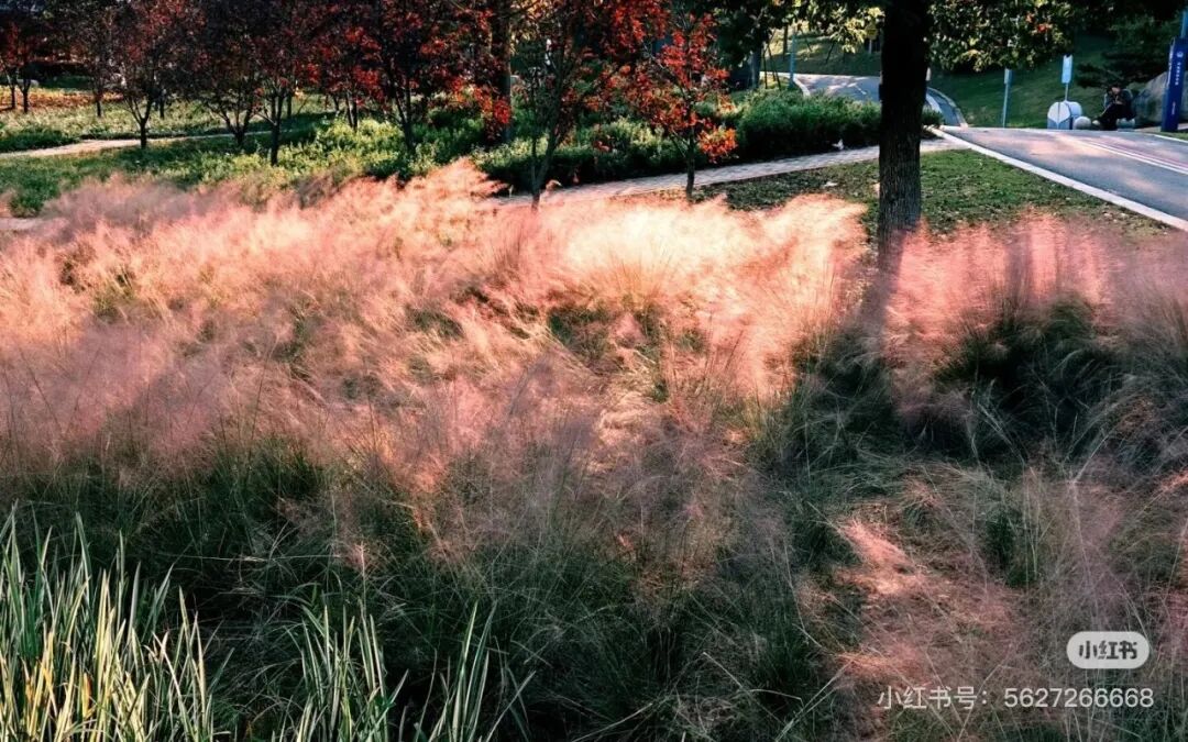 冬日信陽，獨(dú)具魅力！