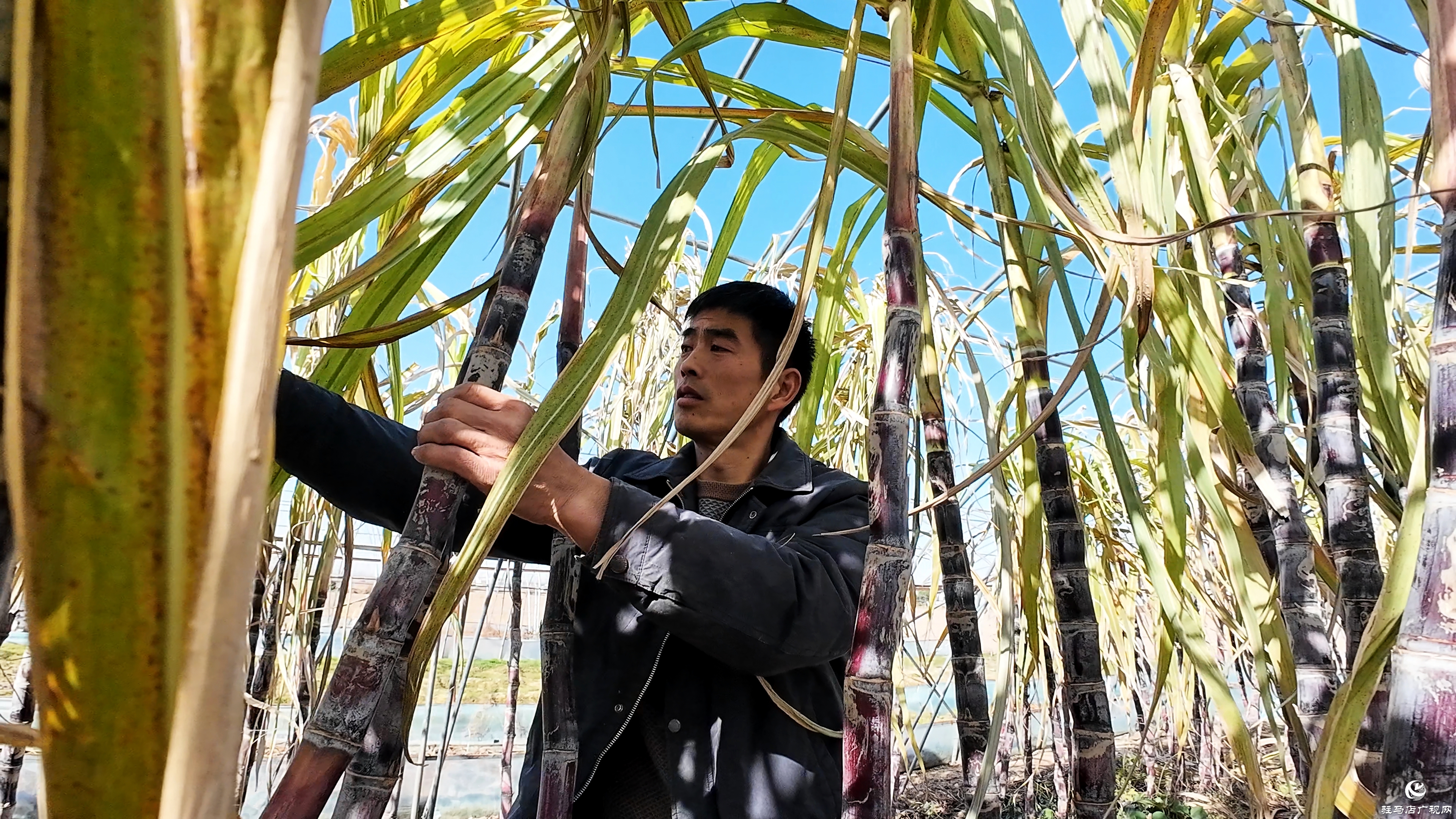 正陽縣油坊店鄉(xiāng)趙店村：“蔗”里豐收 “甜”到心坎