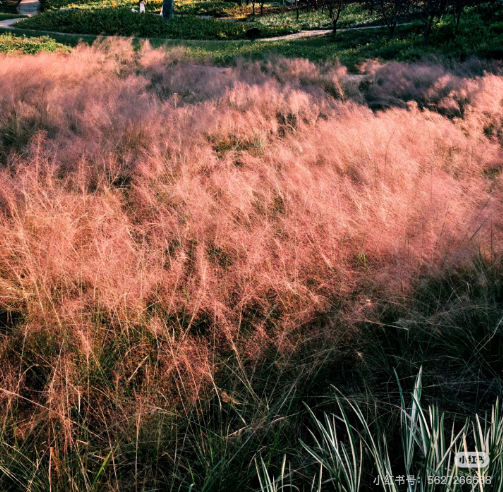 冬日信陽，獨(dú)具魅力！